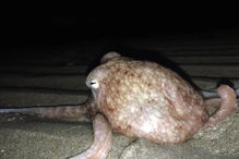 Polvos saem do mar nas praias de Gales