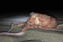 Polvos saem do mar nas praias de Gales