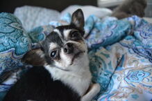 Chihuahua, cão, Rumpelstiltskin