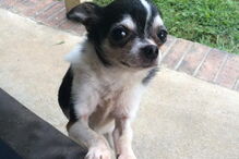 Chihuahua, cão, Rumpelstiltskin