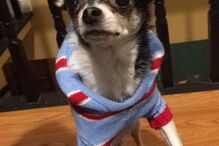 Chihuahua, cão, Rumpelstiltskin