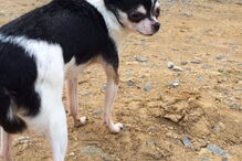 Chihuahua, cão, Rumpelstiltskin