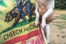 Chihuahua, cão, Rumpelstiltskin