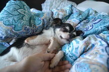 Chihuahua, cão, Rumpelstiltskin