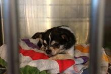 Chihuahua, cão, Rumpelstiltskin