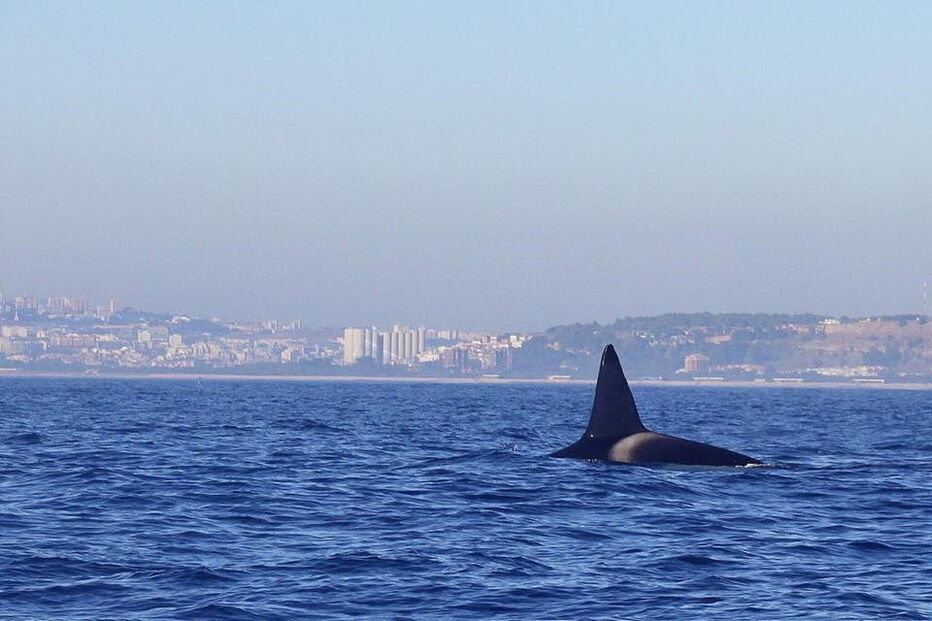 Orcas filmadas ao largo da Costa de Caparica
