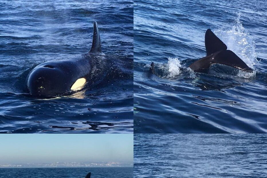 Orcas filmadas ao largo da Costa de Caparica