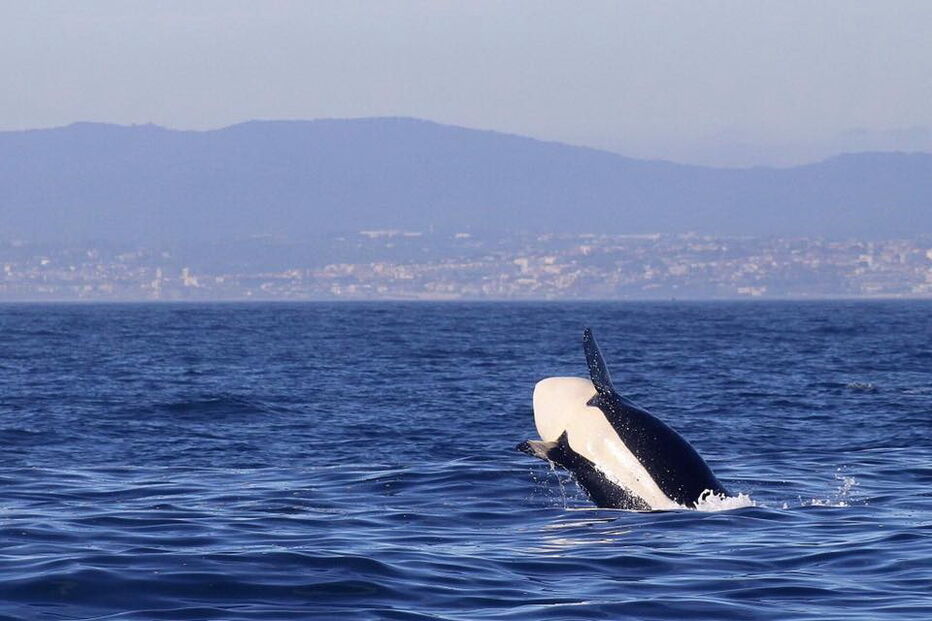 Orcas filmadas ao largo da Costa de Caparica