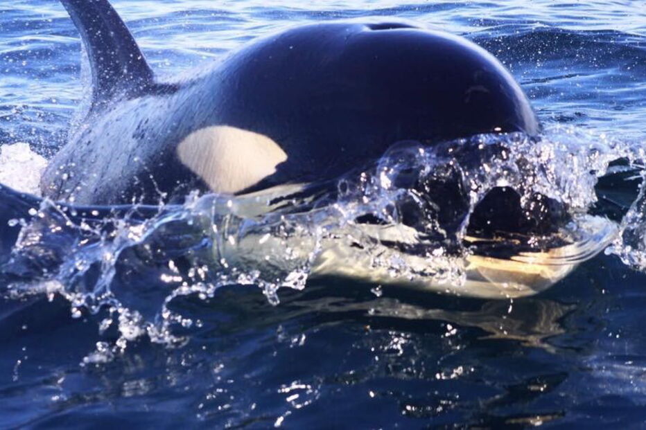 Orcas filmadas ao largo da Costa de Caparica