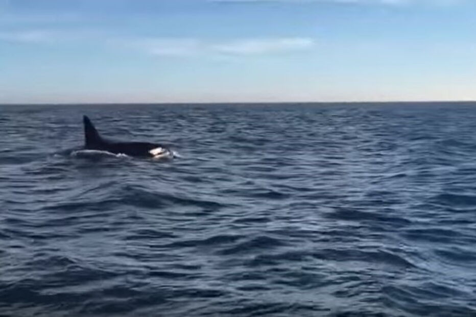 Orcas filmadas ao largo da Costa de Caparica