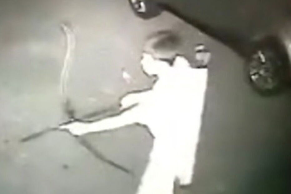 Homem foi filmado a matar cão e a livrar-se do cadáver do animal