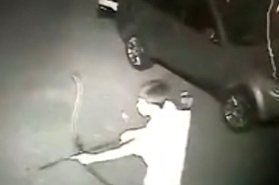 Homem foi filmado a matar cão e a livrar-se do cadáver do animal