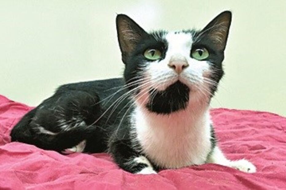 Gato resgatado no centro de recolha de animais em Mirandela