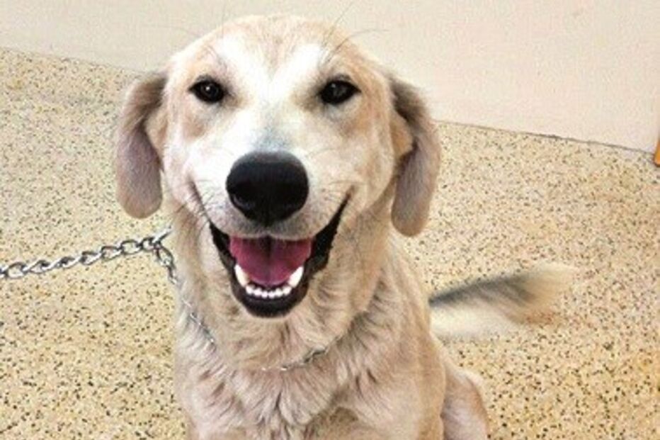 Cão resgatado no centro de recolha de animais em Mirandela