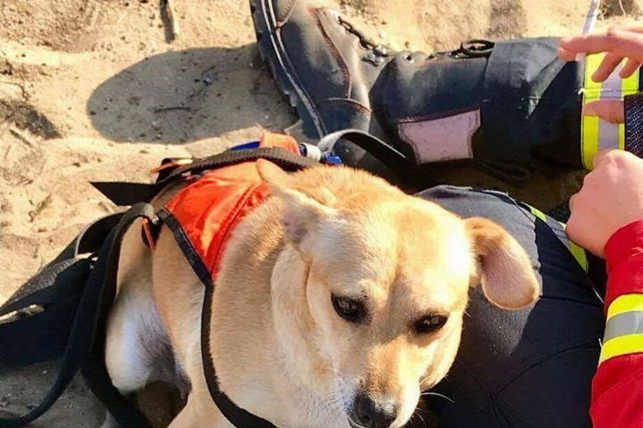 Bombeiros salvam cão de um poço