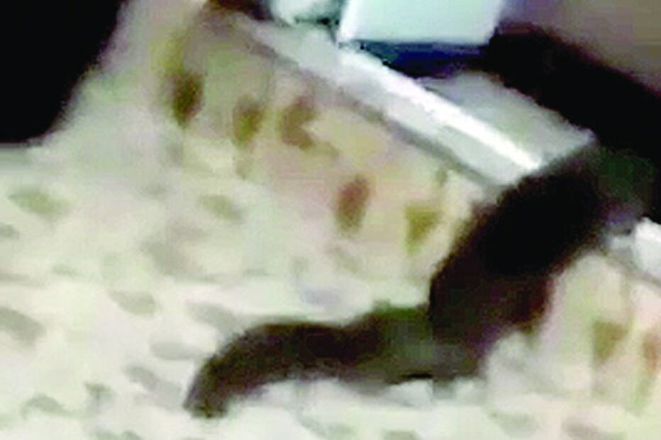 Animal monstruoso sai de uma sanita na Malásia