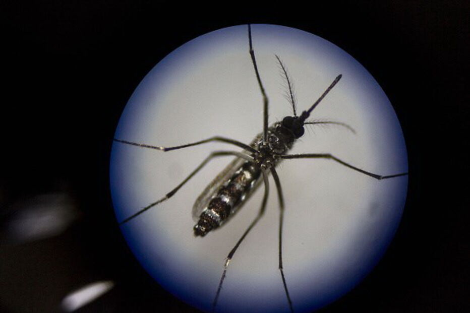 Mosquito Aedes albopictus
