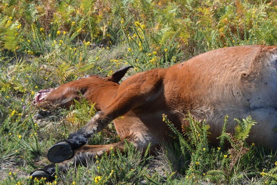 Cavalo foi abatido a tiro. As patas traseiras foram depois cortadas
