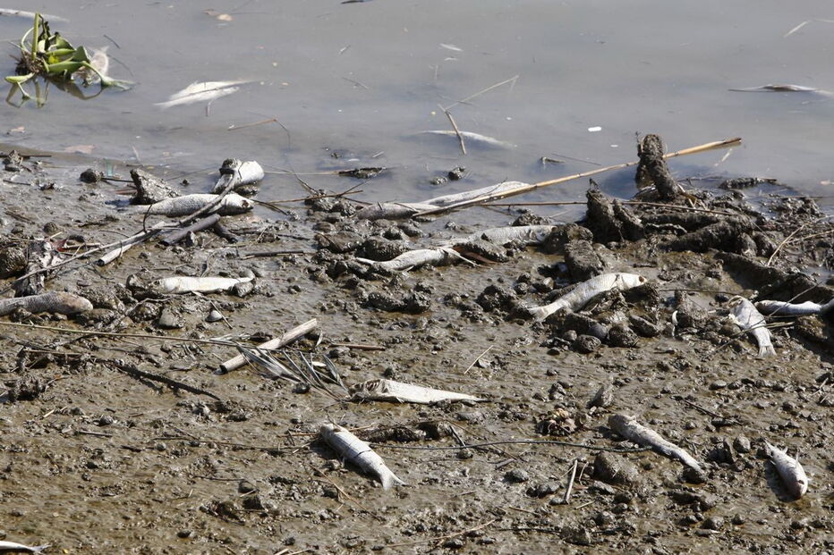 Peixes têm aparecido mortos no Tejo