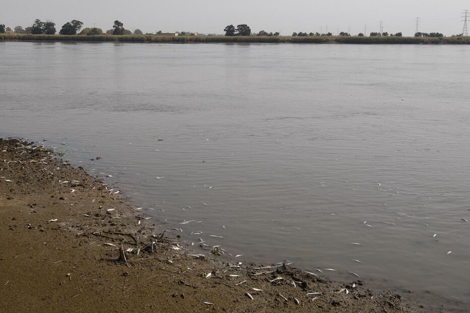 Peixes têm aparecido mortos no Tejo