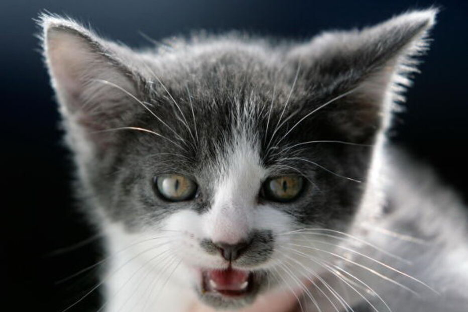 Califórnia proíbe venda de cães e gatos em lojas de animais