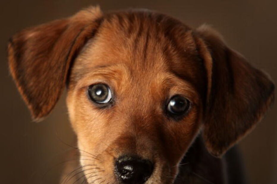 Califórnia proíbe venda de cães e gatos em lojas de animais