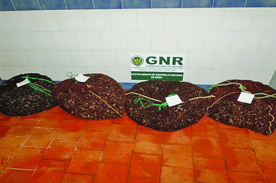 Perceves apreendidos pela GNR 