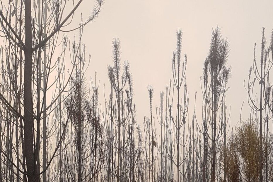 Leiria, incêndios, Portugal 