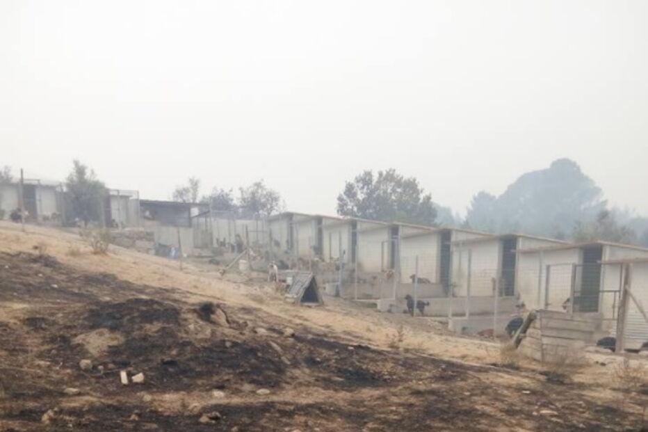 Cantinho da Lili, abrigo de animais