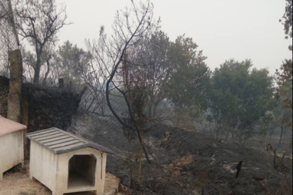 Cantinho da Lili, abrigo de animais