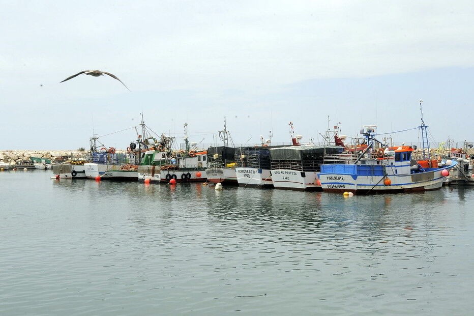 armadores, polvo, espécie, Algarve