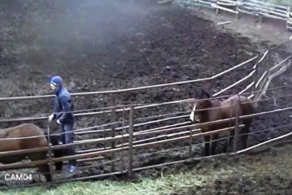 Homem foi filmado a fazer sexo com cavalo