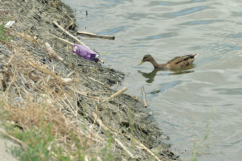 Moita, aves, peixes, rio, 