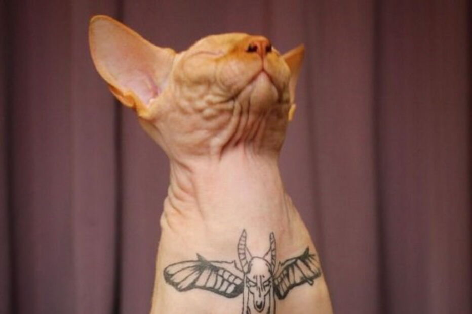 Modelo Elena Ivanickaya acusada de tortura depois de mostrar gato a ser tatuado nas redes sociais