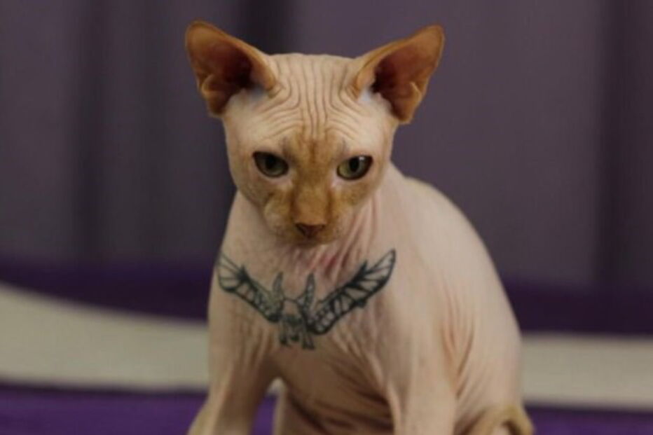 Modelo Elena Ivanickaya acusada de tortura depois de mostrar gato a ser tatuado nas redes sociais