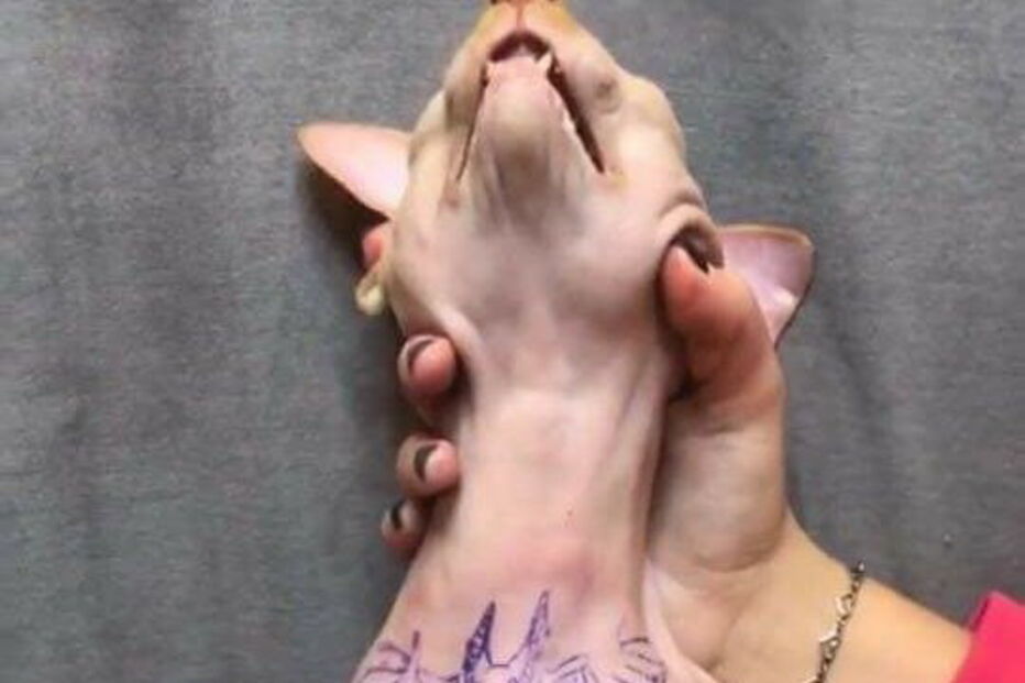 Modelo Elena Ivanickaya acusada de tortura depois de mostrar gato a ser tatuado nas redes sociais