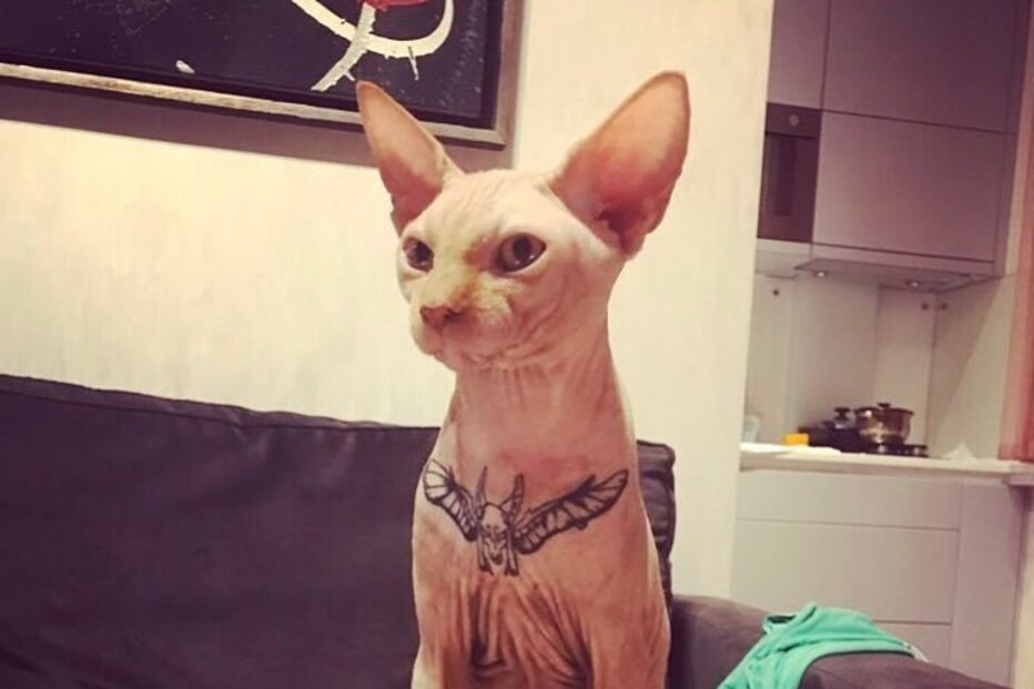 Modelo Elena Ivanickaya acusada de tortura depois de mostrar gato a ser tatuado nas redes sociais