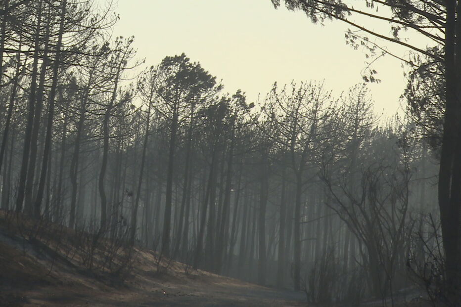 Cidadãos reclamam maior envolvimento no Pinhal de Leiria