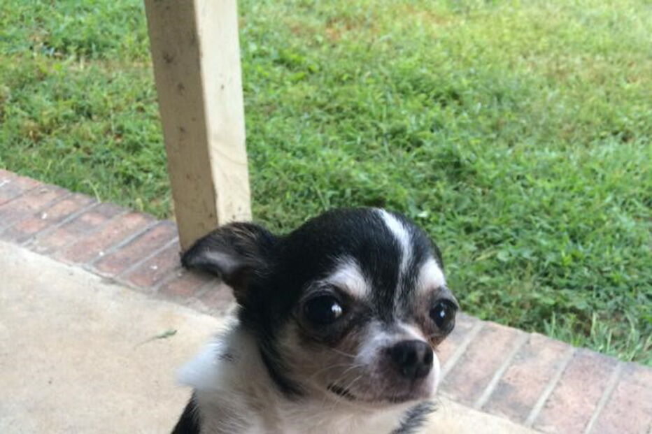 Chihuahua, cão, Rumpelstiltskin