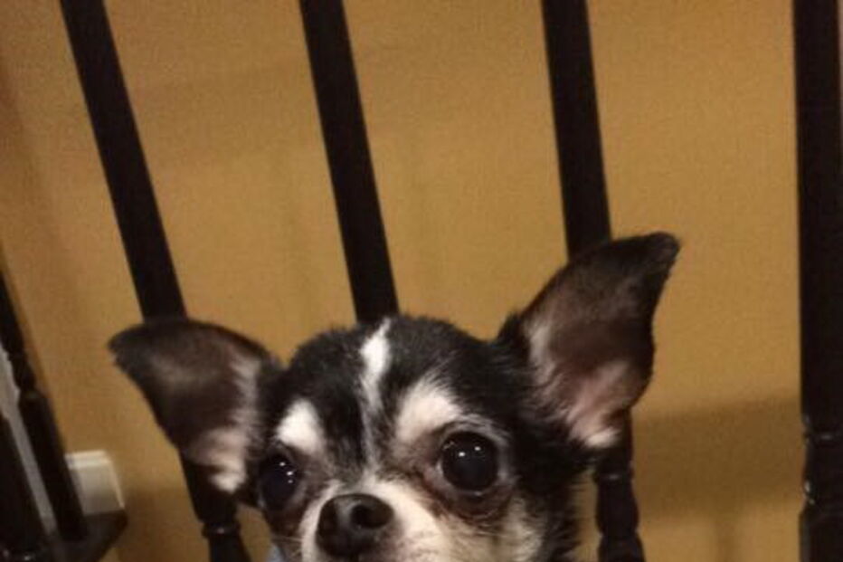 Chihuahua, cão, Rumpelstiltskin