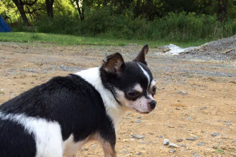 Chihuahua, cão, Rumpelstiltskin
