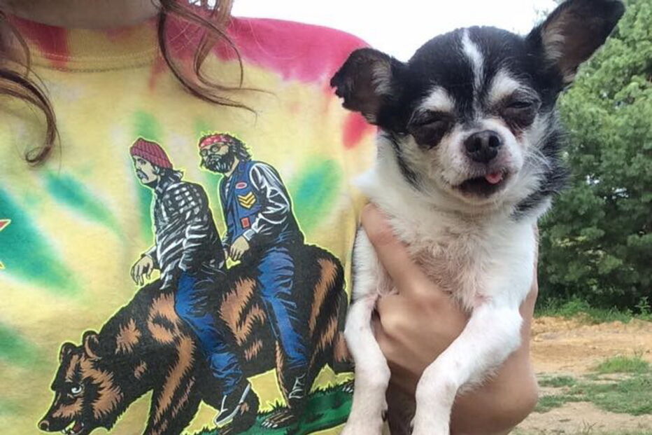 Chihuahua, cão, Rumpelstiltskin