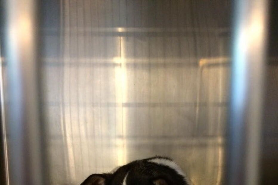 Chihuahua, cão, Rumpelstiltskin