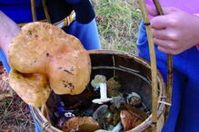 Cogumelos silvestres