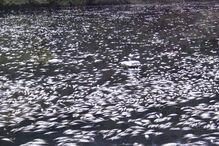 Poluição no rio Tejo mata milhares de peixes