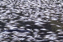 Poluição mata milhares de peixes