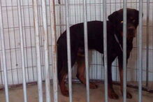 Cão atacou uma mulher