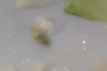 Braga, escola, vídeo, insecto, lagarta, comida, cantina, Escola Básica André Soares