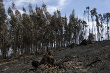 Eucaliptais ardidos na zona de Pedrógão Grande