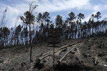 Eucaliptais ardidos na zona de Pedrógão Grande